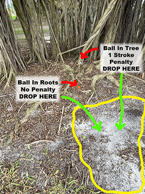 roots